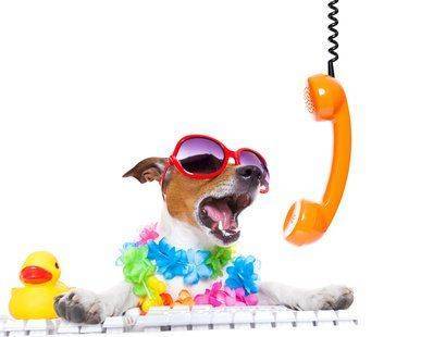 jack russell dog booking summer vacation holidays online using a pc computer keyboard, while shooting on the phone very loud ,wearing sunglasses and a flower chain , isolated on white background