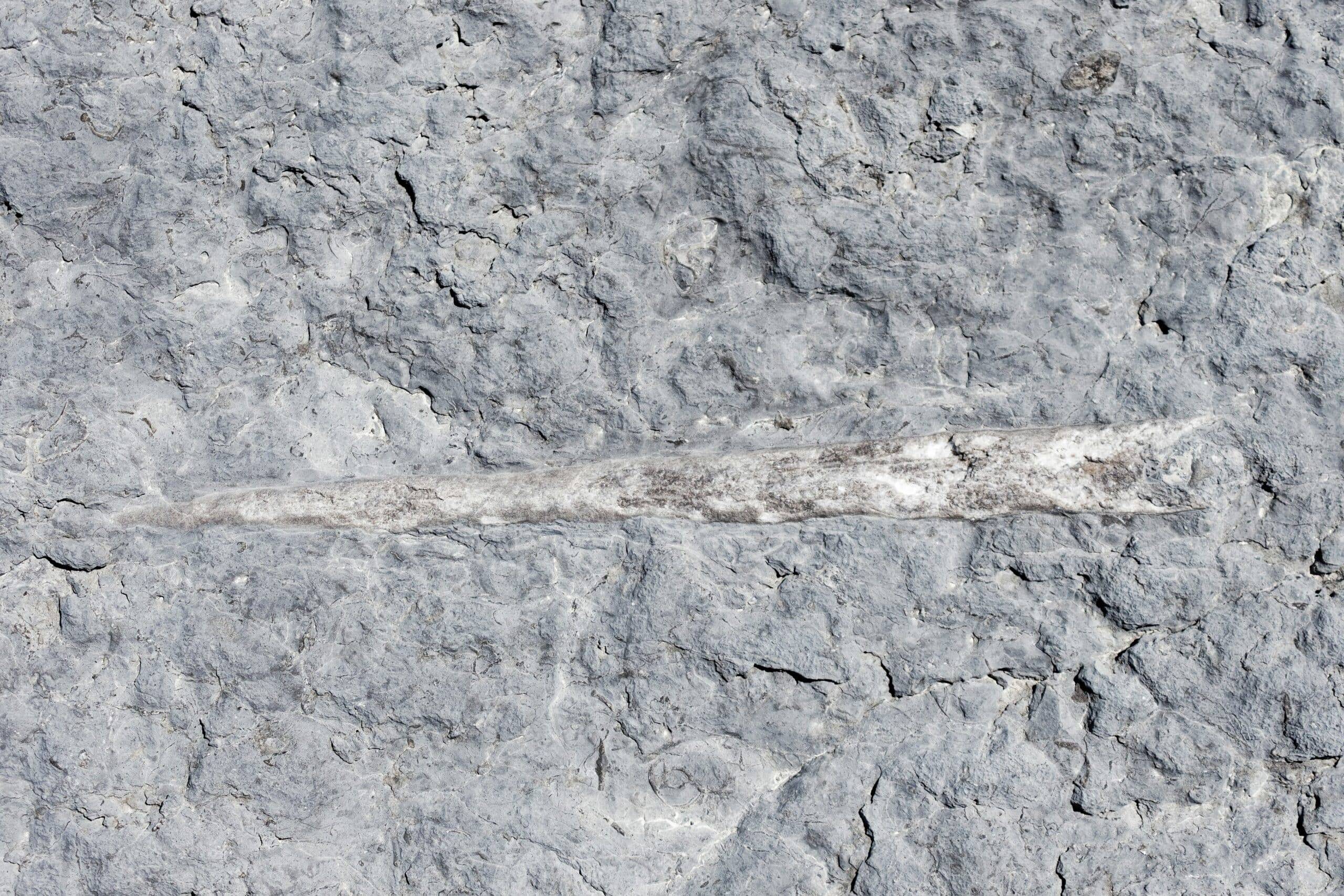 A Fossilized Cephalopod